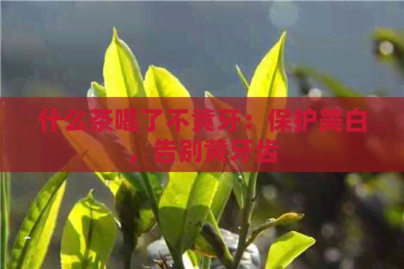 什么茶喝了不黄牙：保护美白，告别黄牙齿