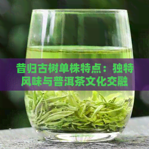 昔归古树单株特点：独特风味与普洱茶文化交融