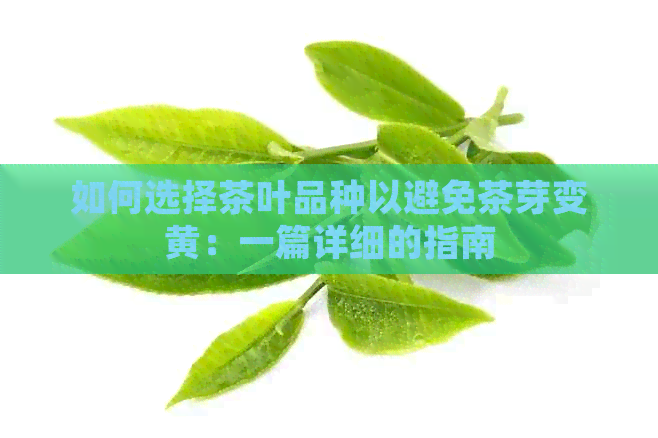 如何选择茶叶品种以避免茶芽变黄：一篇详细的指南