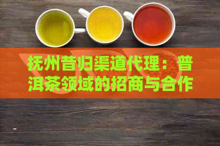 抚州昔归渠道代理：普洱茶领域的招商与合作新机遇