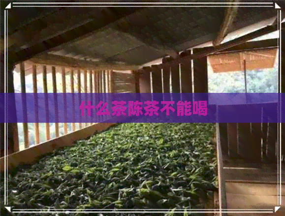 什么茶陈茶不能喝