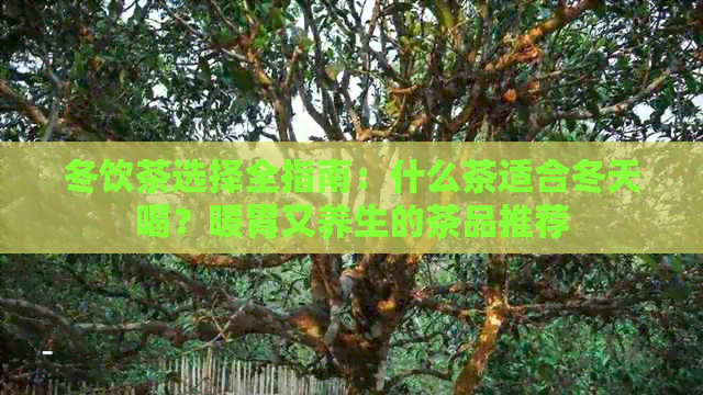 冬饮茶选择全指南：什么茶适合冬天喝？暖胃又养生的茶品推荐