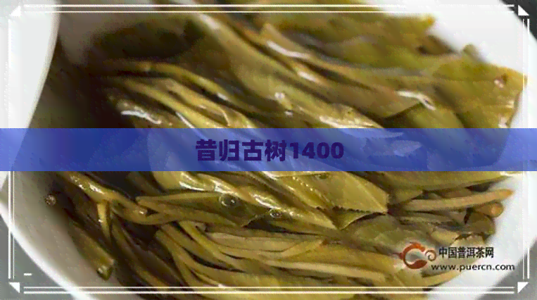 昔归古树1400