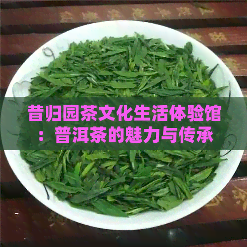 昔归园茶文化生活体验馆：普洱茶的魅力与传承