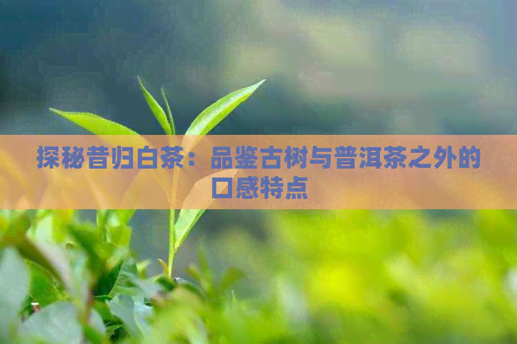 探秘昔归白茶：品鉴古树与普洱茶之外的口感特点