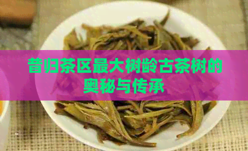 昔归茶区更大树龄古茶树的奥秘与传承