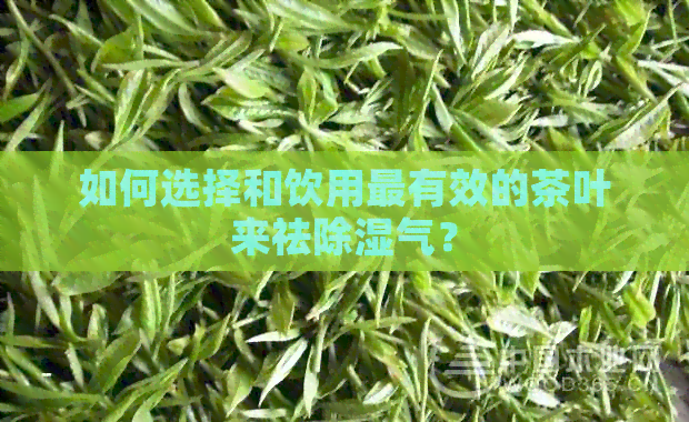 如何选择和饮用最有效的茶叶来祛除湿气？