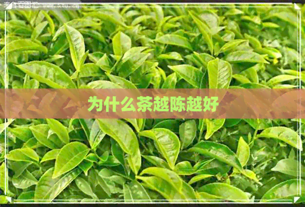 为什么茶越陈越好