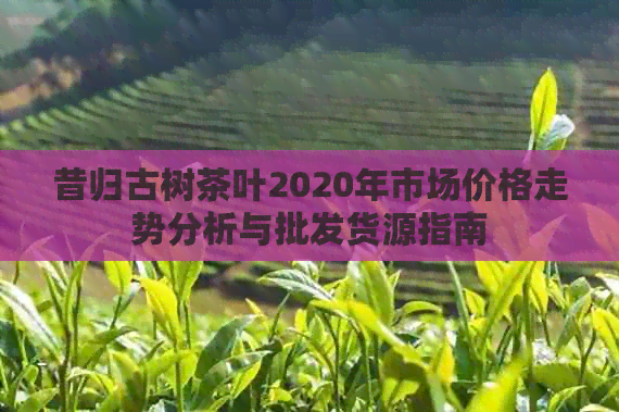 昔归古树茶叶2020年市场价格走势分析与批发货源指南