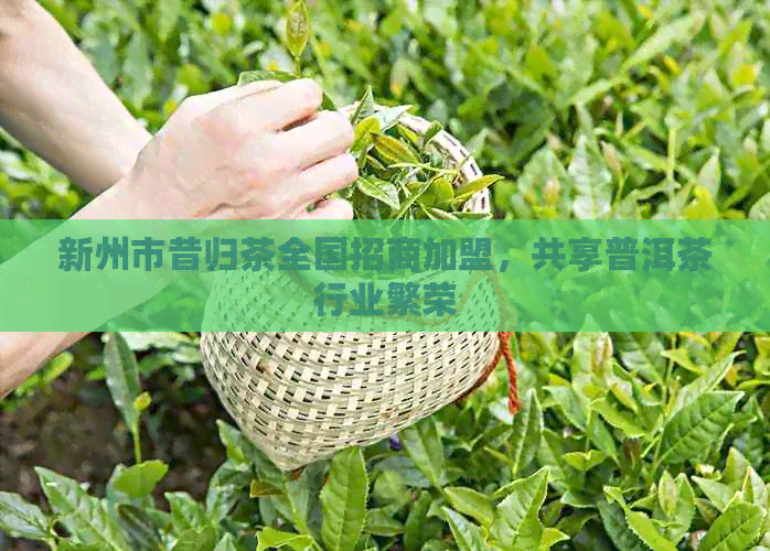 新州市昔归茶全国招商加盟，共享普洱茶行业繁荣