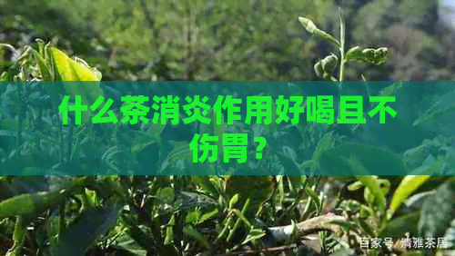 什么茶消炎作用好喝且不伤胃？