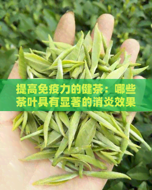 提高免疫力的健茶：哪些茶叶具有显著的消炎效果？