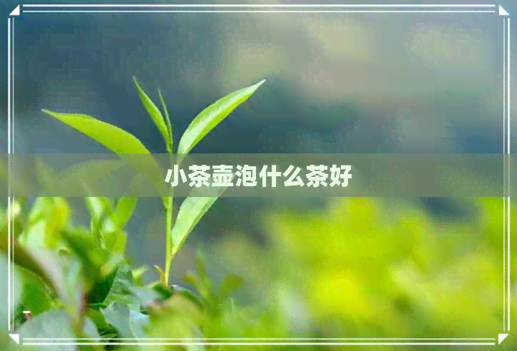 小茶壶泡什么茶好