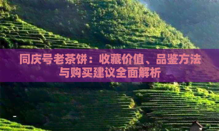 同庆号老茶饼：收藏价值、品鉴方法与购买建议全面解析