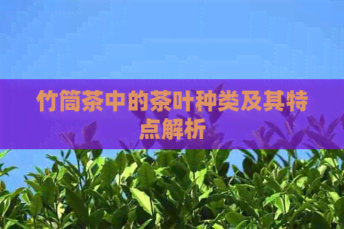 竹筒茶中的茶叶种类及其特点解析