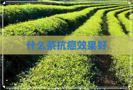 什么茶抗癌效果好