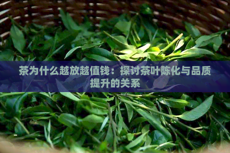 茶为什么越放越值钱：探讨茶叶陈化与品质提升的关系