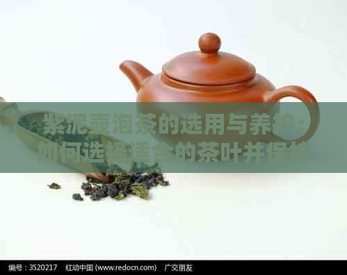 紫泥壶泡茶的选用与养护：如何选择适合的茶叶并保持壶的良好状态