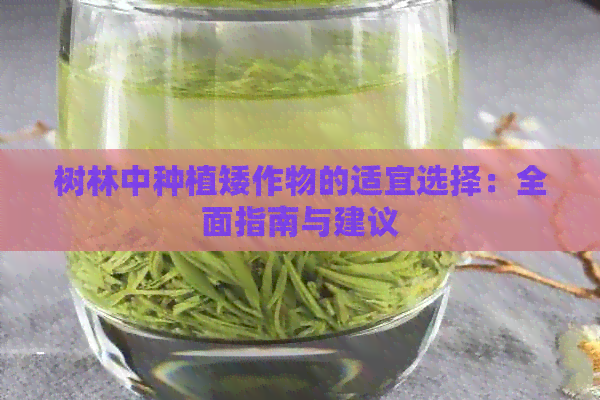 树林中种植矮作物的适宜选择：全面指南与建议