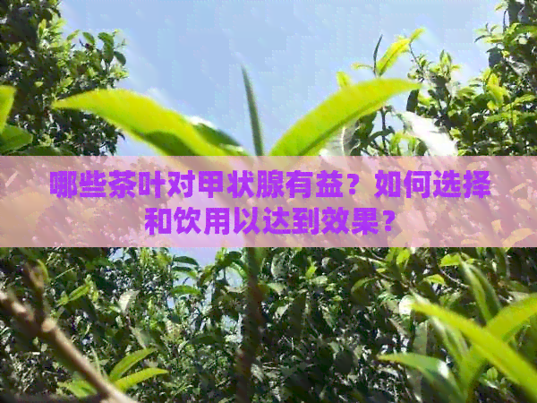 哪些茶叶对甲状腺有益？如何选择和饮用以达到效果？