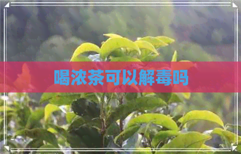 喝浓茶可以解吗