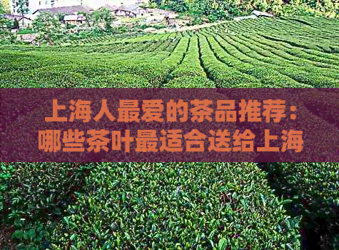 上海人更爱的茶品推荐：哪些茶叶最适合送给上海朋友？