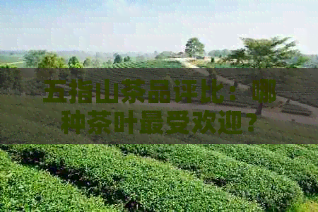 五指山茶品评比：哪种茶叶更受欢迎？