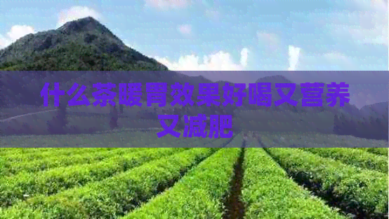 什么茶暖胃效果好喝又营养又减肥