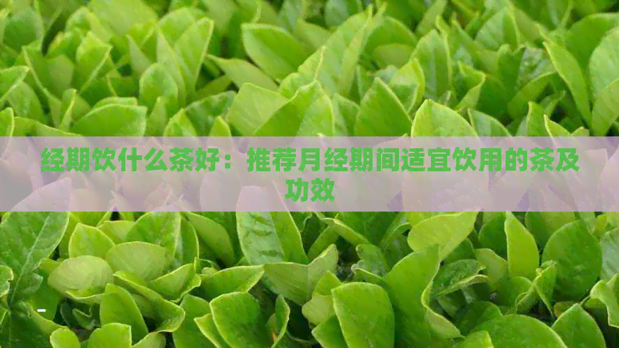 经期饮什么茶好：推荐月经期间适宜饮用的茶及功效