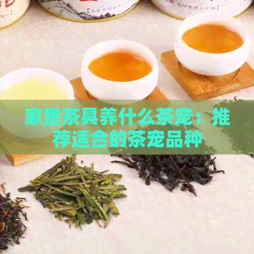 家里茶具养什么茶宠：推荐适合的茶宠品种