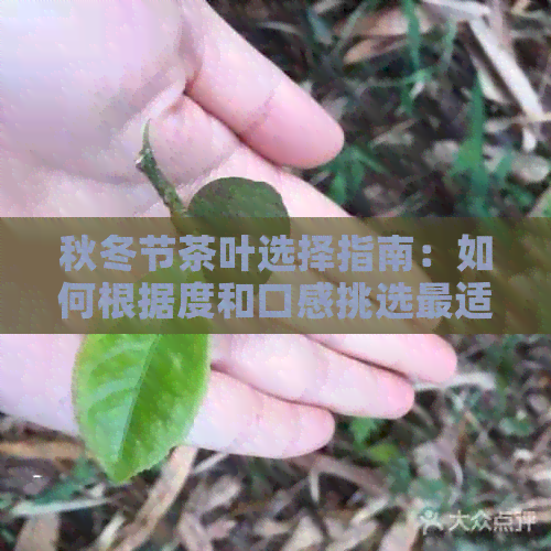 秋冬节茶叶选择指南：如何根据度和口感挑选最适合的茶叶？