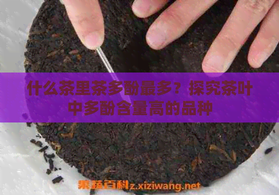 什么茶里茶多酚最多？探究茶叶中多酚含量高的品种