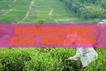 如何选择适合去除湿热的茶饮？全面解析不同茶类的功效与适用场景