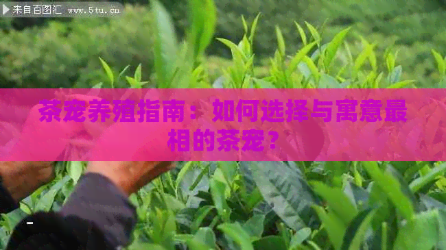 茶宠养殖指南：如何选择与寓意最相的茶宠？