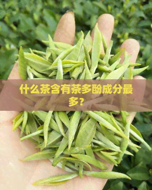 什么茶含有茶多酚成分最多？