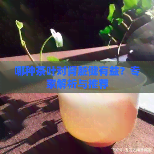 哪种茶叶对肾脏健有益？专家解析与推荐