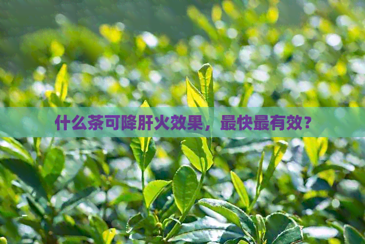 什么茶可降肝火效果，最快最有效？