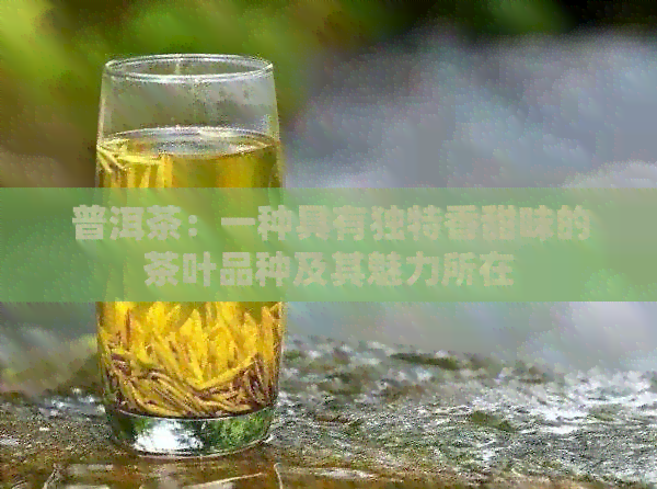 普洱茶：一种具有独特香甜味的茶叶品种及其魅力所在