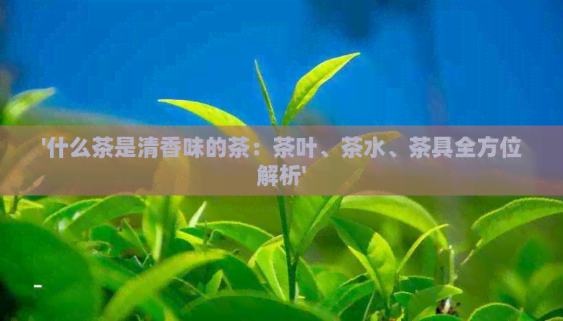 '什么茶是清香味的茶：茶叶、茶水、茶具全方位解析'