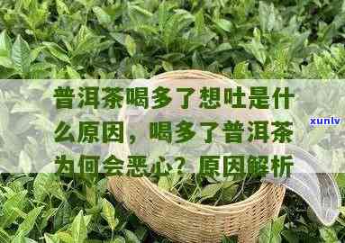 茶喝多了恶心是怎么回事，喝太多茶为什么会感到恶心？