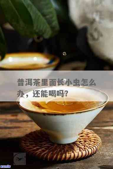 茶里有虫子还能喝吗图片，恶心！茶里有虫子还能喝？看图入！