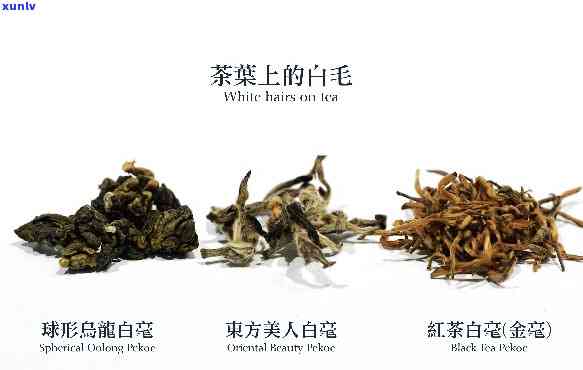 茶长白毛了还能喝吗-茶长白毛了还能喝吗图片