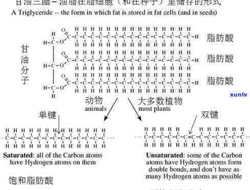 甘油明胶的组成比例，探究甘油明胶的组成比例及其应用