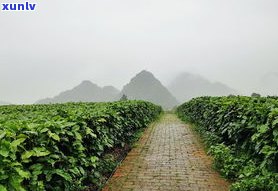 清远英德积庆里红茶谷，探秘东美景：英德积庆里红茶谷的魅力与风情