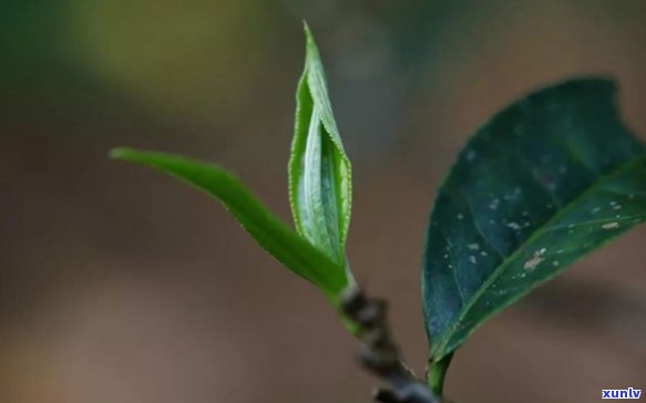 普洱茶泡出黑色漂浮物：这是什么物质？