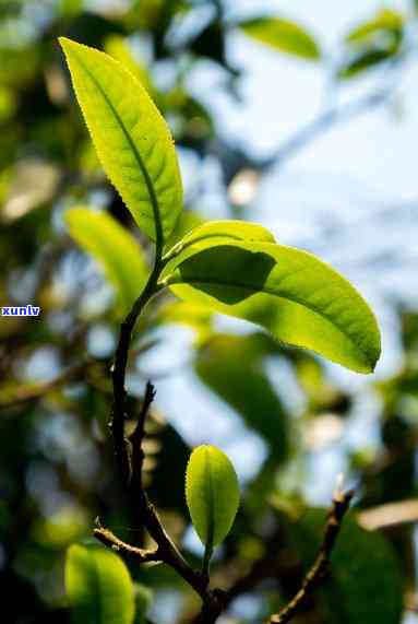 曼松古树茶还有几株叶子，《探访曼松古树茶园，感受千年茶韵》