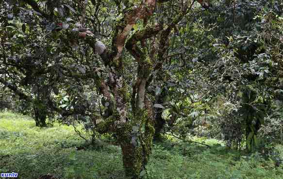 百花潭古树茶：品种、特点及冲泡 *** 全解析