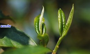 曼松古树茶产地特征是什么，揭秘曼松古树茶的产地特征