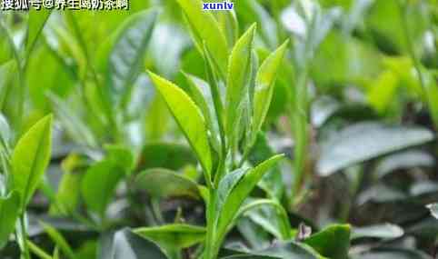 2018昔归古茶价格：大叶种晒青茶多少钱一克？