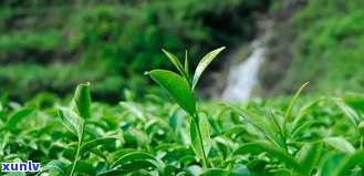 2018昔归古茶价格：大叶种晒青茶多少钱一克？